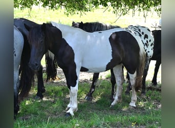 Noriker, Jument, 3 Ans