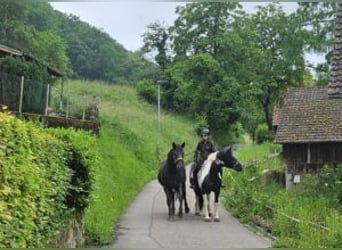 Noriker, Jument, 3 Ans, Noir