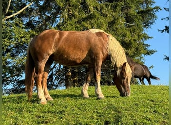 Noriker, Jument, 4 Ans, 163 cm, Alezan brûlé