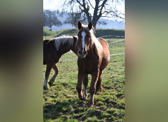 Noriker, Jument, 4 Ans, Alezan brûlé