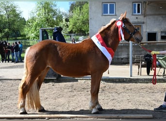 Noriker, Jument, 4 Ans, Alezan brûlé
