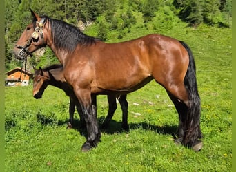 Noriker, Jument, 4 Ans, Bai
