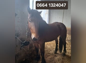 Noriker, Jument, 4 Ans