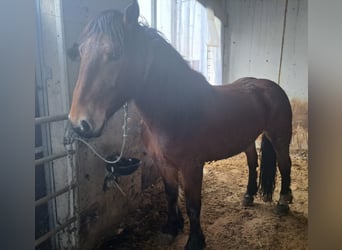 Noriker, Jument, 4 Ans
