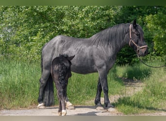 Noriker, Jument, 4 Ans, Rouan bleu