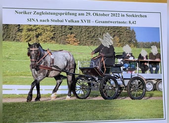 Noriker, Jument, 4 Ans, Rouan bleu