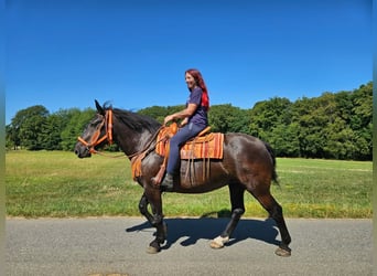 Noriker, Jument, 5 Ans, 162 cm, Noir