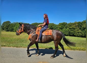 Noriker, Jument, 5 Ans, 162 cm, Noir
