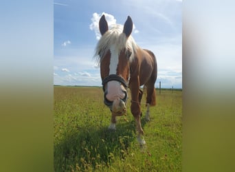 Noriker, Jument, 5 Ans, 165 cm, Alezan