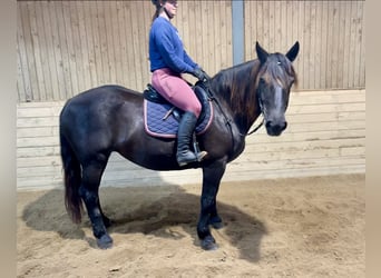 Noriker, Jument, 6 Ans, 150 cm, Bai brun