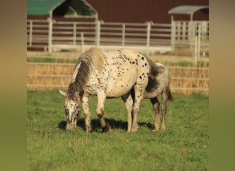 Noriker, Jument, 6 Ans, 154 cm, Léopard