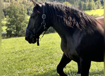 Noriker, Jument, 7 Ans, 165 cm, Noir