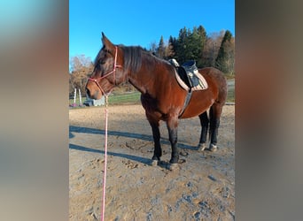 Noriker, Jument, 7 Ans, 170 cm, Bai