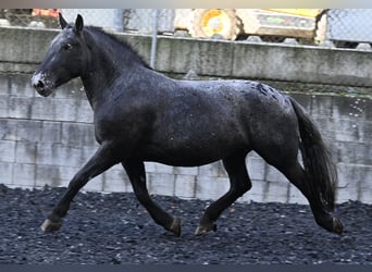 Noriker, Jument, 7 Ans