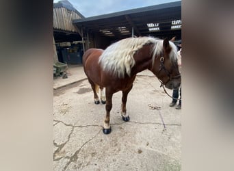 Noriker, Jument, 8 Ans, 160 cm, Alezan brûlé