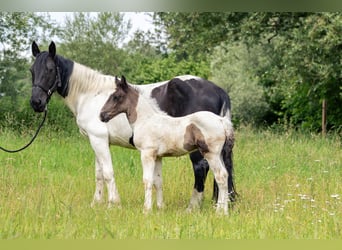 Noriker, Jument, 8 Ans, 160 cm, Pinto