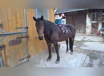 Noriker, Jument, 8 Ans