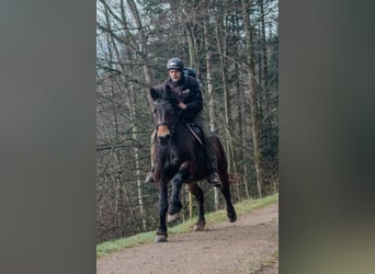 Noriker, Jument, 8 Ans