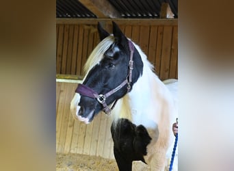 Noriker, Jument, 8 Ans