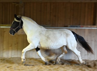 Noriker, Jument, 8 Ans