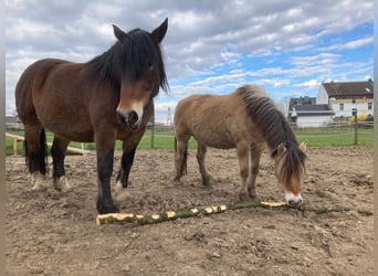 Noriker, Jument, 9 Ans, 163 cm, Bai