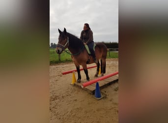 Noriker, Jument, 9 Ans, 163 cm, Bai