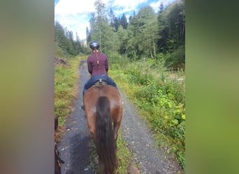 Noriker, Jument, 9 Ans, 170 cm