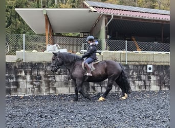 Noriker, Jument, 9 Ans