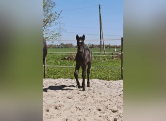 Noriker, Jument, Poulain (04/2026), Rouan bleu