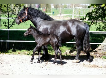 Noriker, Jument, Poulain (04/2026), Rouan bleu