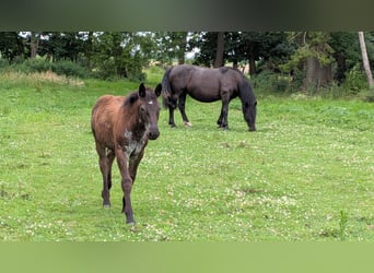 Noriker, Jument, Poulain (04/2026), Rouan bleu