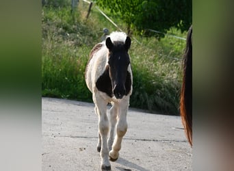 Noriker, Jument, Poulain (01/2025), Tobiano-toutes couleurs