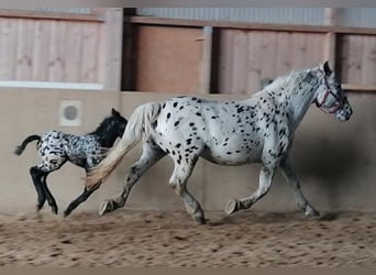 Noriker, Klacz, 10 lat, 160 cm, Tarantowata