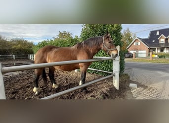 Noriker, Klacz, 10 lat