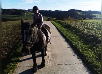 Noriker, Klacz, 11 lat, 159 cm, Kara