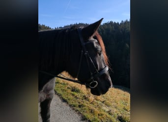 Noriker, Klacz, 12 lat, 159 cm, Kara