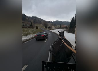 Noriker, Klacz, 12 lat, 159 cm, Kara