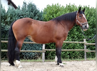 Noriker, Klacz, 12 lat, 167 cm, Gniada