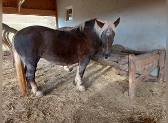 Noriker, Klacz, 13 lat, 160 cm, Ciemnokasztanowata