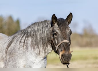 Noriker, Klacz, 13 lat, 167 cm, Stalowosiwy