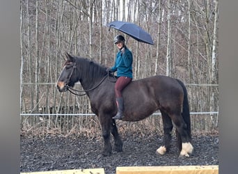 Noriker, Klacz, 16 lat, 159 cm, Ciemnogniada