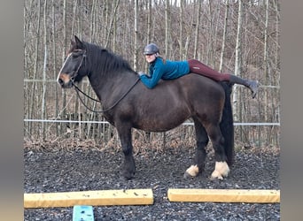 Noriker, Klacz, 16 lat, 159 cm, Ciemnogniada