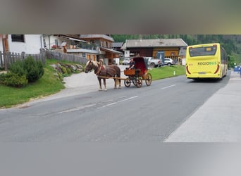 Noriker, Klacz, 17 lat, 165 cm, Kasztanowata