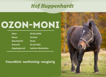 Noriker, Klacz, 18 lat, 162 cm, Skarogniada