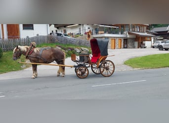 Noriker, Klacz, 18 lat, 165 cm, Kasztanowata