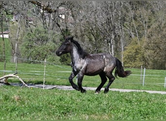 Noriker, Klacz, 1 Rok, Formy Brown Falb