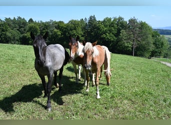 Noriker, Klacz, 1 Rok, Formy Brown Falb