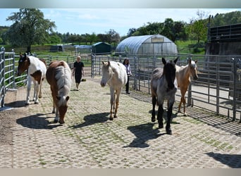 Noriker, Klacz, 1 Rok, Formy Brown Falb