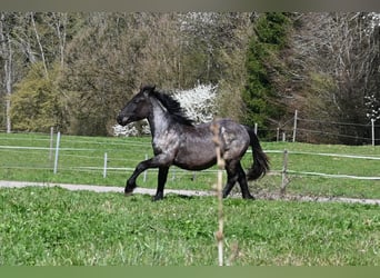 Noriker, Klacz, 1 Rok, Formy Brown Falb