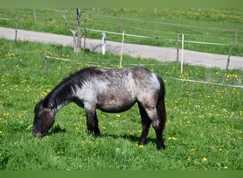 Noriker, Klacz, 1 Rok, Formy Brown Falb